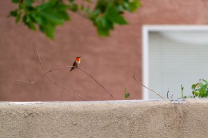 20200805HummingBirds038.jpg